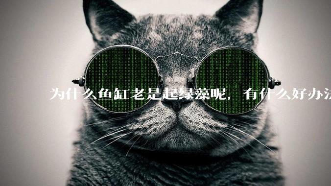 为什么鱼缸老是起绿藻呢，有什么好办法不用整天擦鱼缸？
